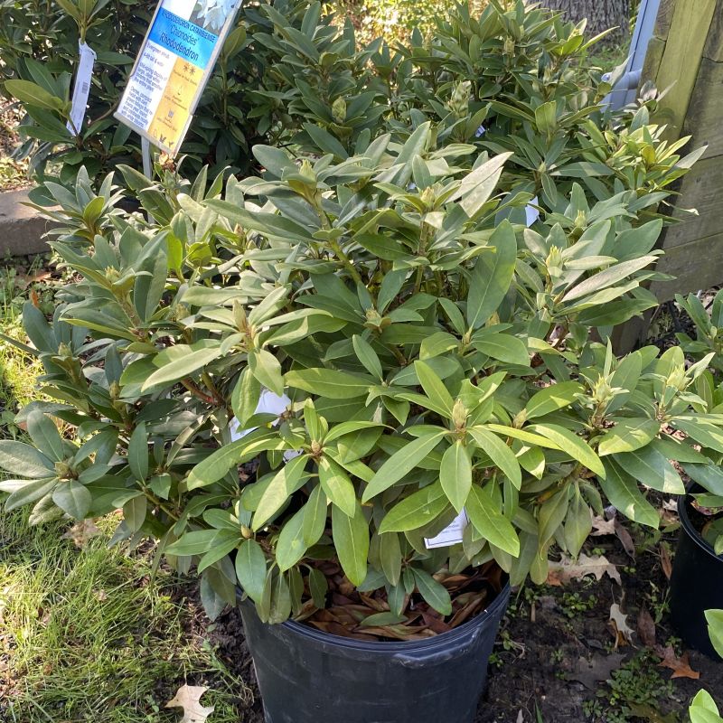 Rhododendron catawbiense 'Chionoides' (Catawba Rhododendron)