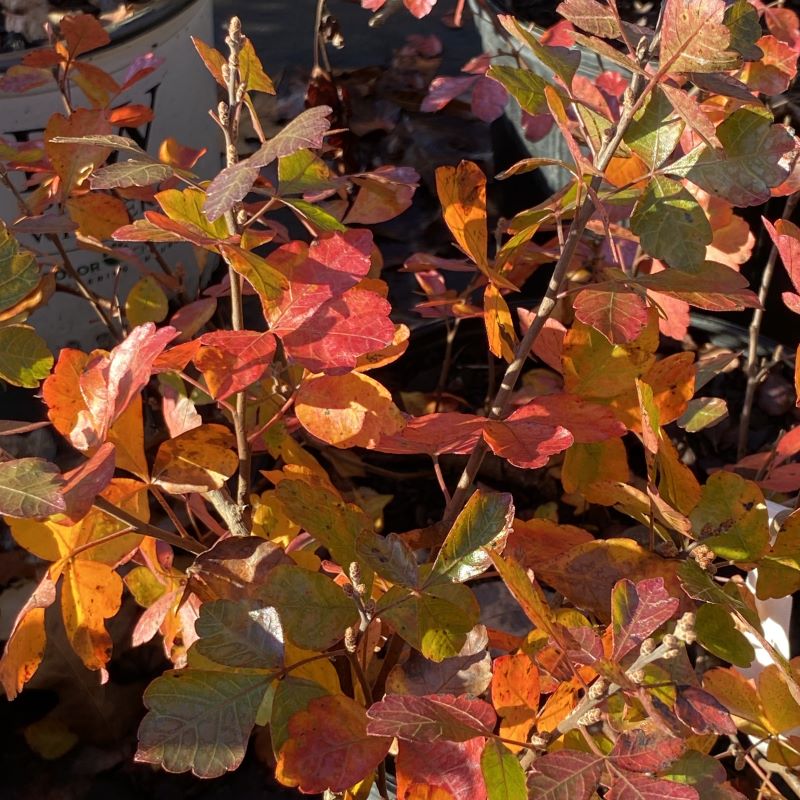 Red fall foliage of Rhus aromatica 'Gro-Low' (Fragrant Sumac).