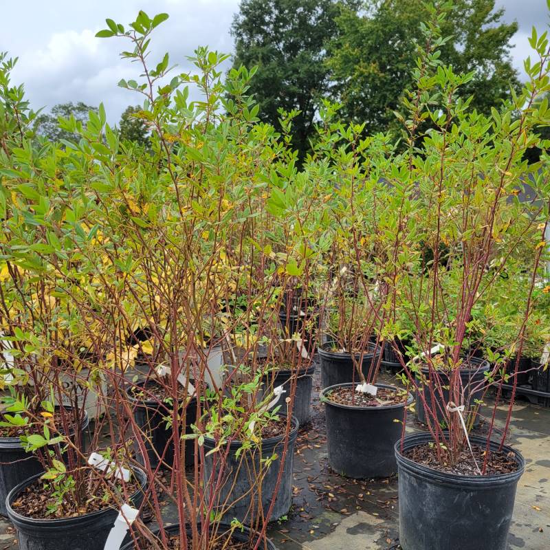 A photo of the structure of Rosa palustris (Swamp Rose) grown in 3-gallon pots