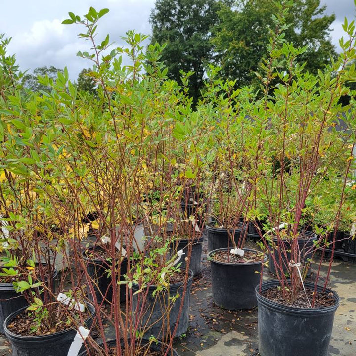A photo of the structure of Rosa palustris (Swamp Rose) grown in 3-gallon pots