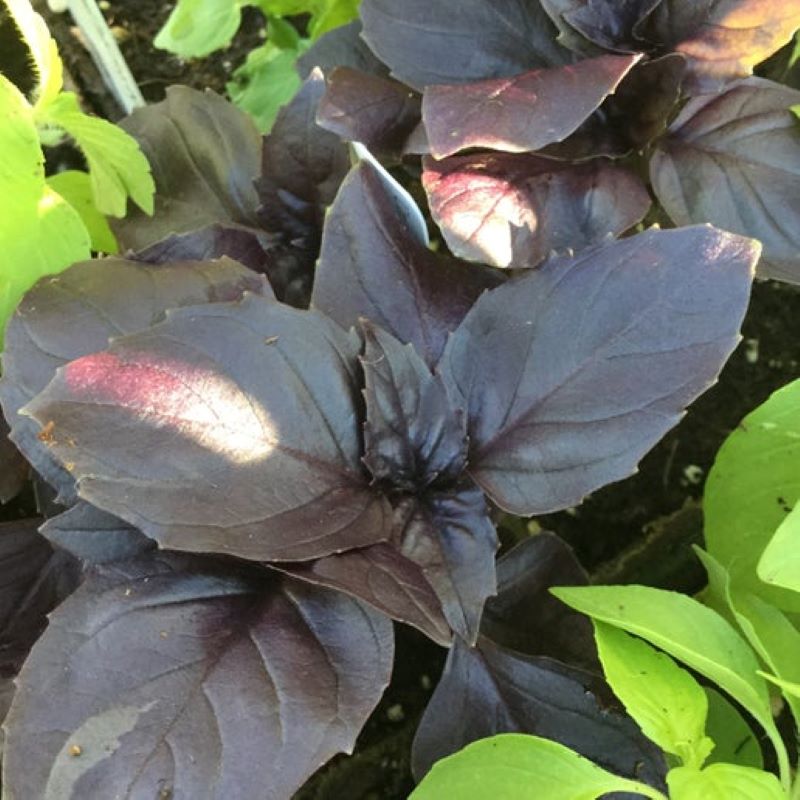Dark purple Rosie basil leaves in a 4" pot contrasting against nearby light green basil leaves.