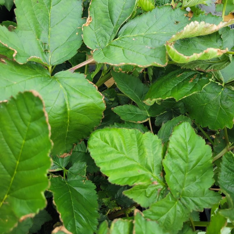 Glossy green foliage of Rubus 'Prime Ark Freedom' (Thornless Blackberry)