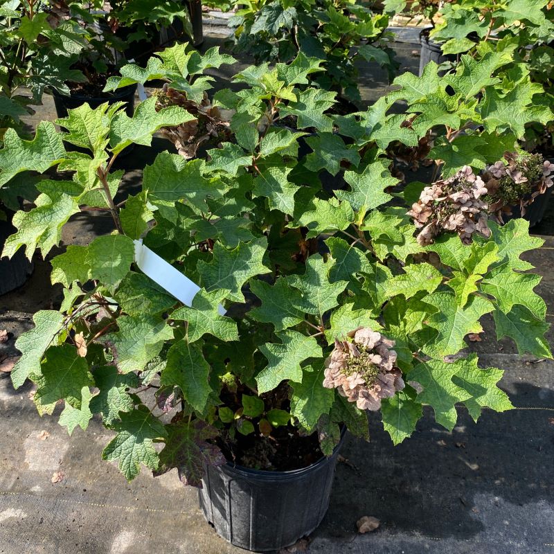 Mature Hydrangea quercifolia 'Ruby Slippers' in a 3-gallon pot.