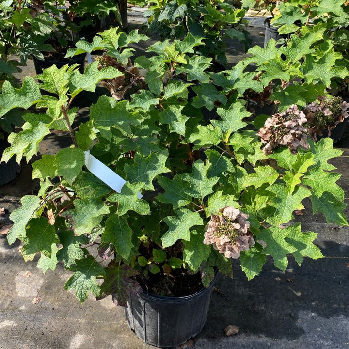 Mature Hydrangea quercifolia 'Ruby Slippers' in a 3-gallon pot.