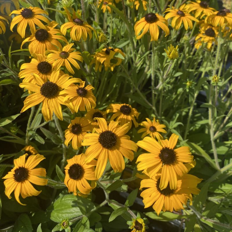 Rudbeckia fulgida 'American Gold Rush' black-eyed Susans blooming with yellow and brown flowers.