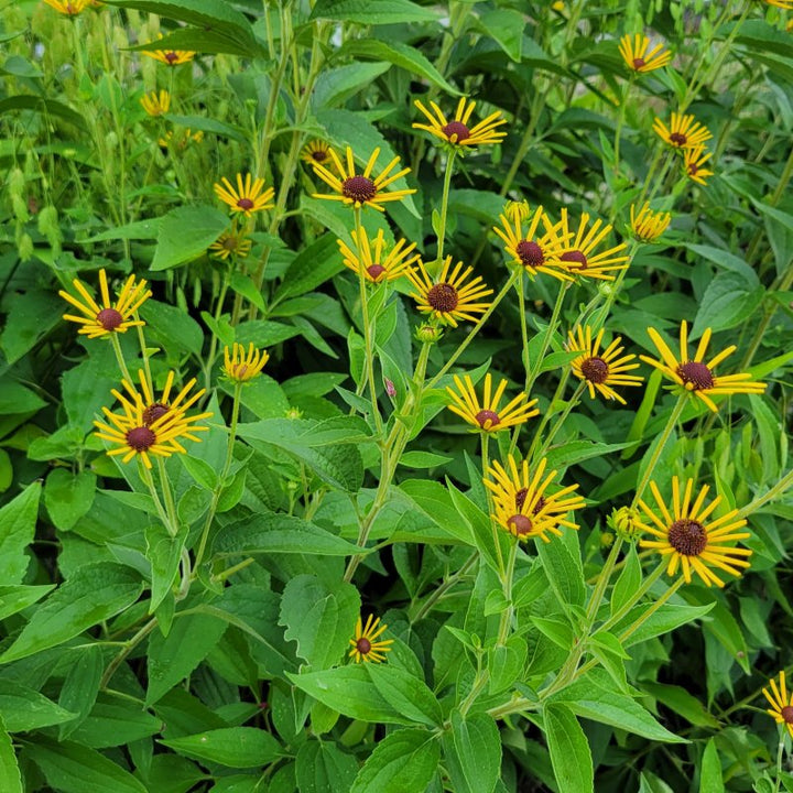 A photo of golden 'Henry Eilers' black-eyed Susan flowers atop vibrant green foliage