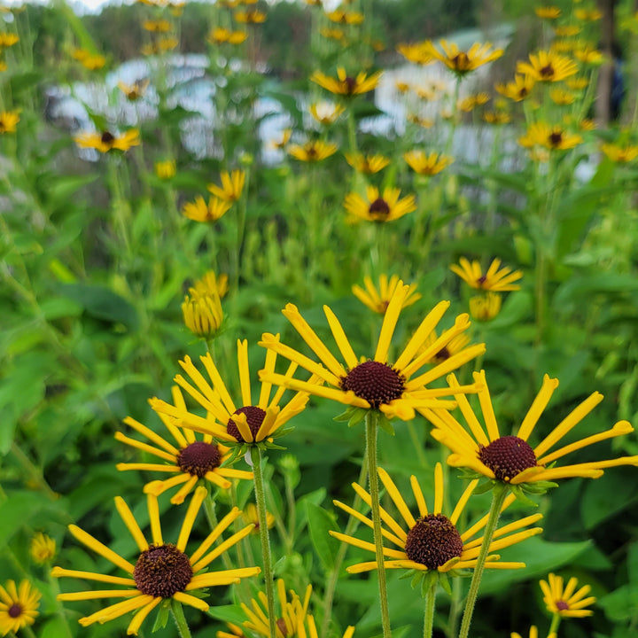 A close-up photo of the unique, golden flowers of Rudbeckia 'Henry Eilers' black-eyed Susan, with tube-like petals