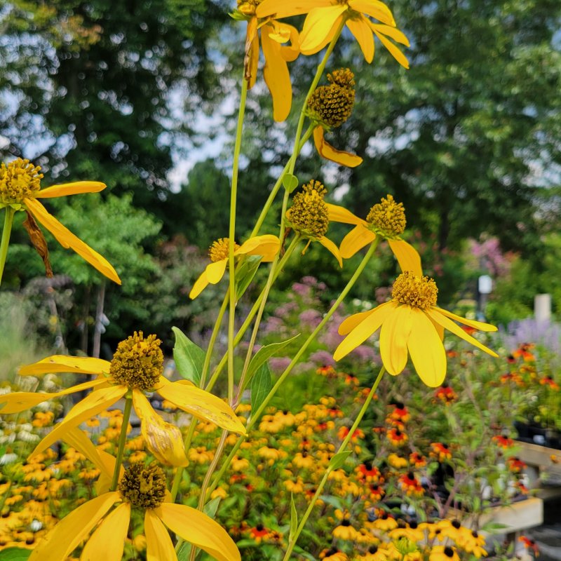 A photo of the tall, vibrant yellow flowers of Rudbeckia laciniata 'Herbstsonne' cutleaf coneflower