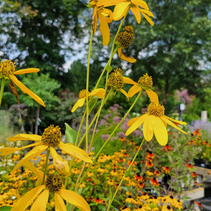 A photo of the tall, vibrant yellow flowers of Rudbeckia laciniata 'Herbstsonne' cutleaf coneflower