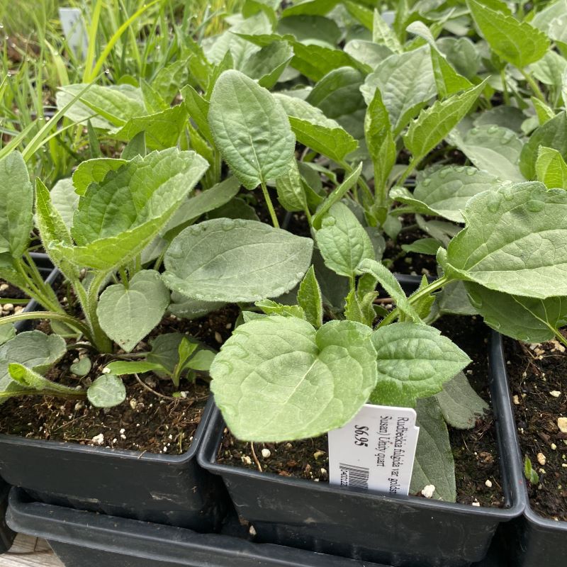 Rudbeckia fulgida var. Goldsturm black-eyed Susan foliage in quart size pots.