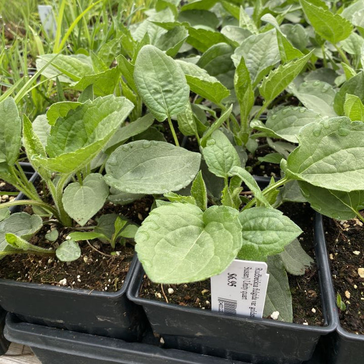 Rudbeckia fulgida var. Goldsturm black-eyed Susan foliage in quart size pots.