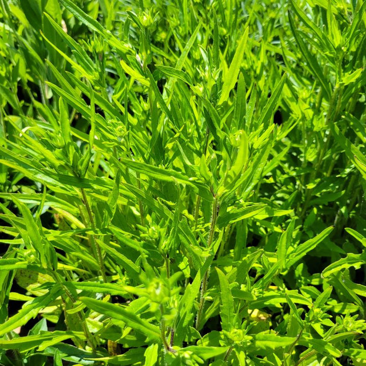 Bright green foliage of Rudbeckia fulgida 'Viette's Little Suzy' (Black-Eyed Susan) with developing flower buds.