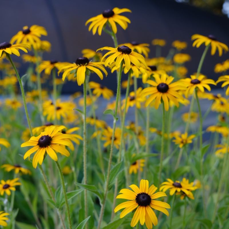Close-up of Rudbeckia fulgida var. deamii (Black Eyed Susan) with yellow and brown flowers.