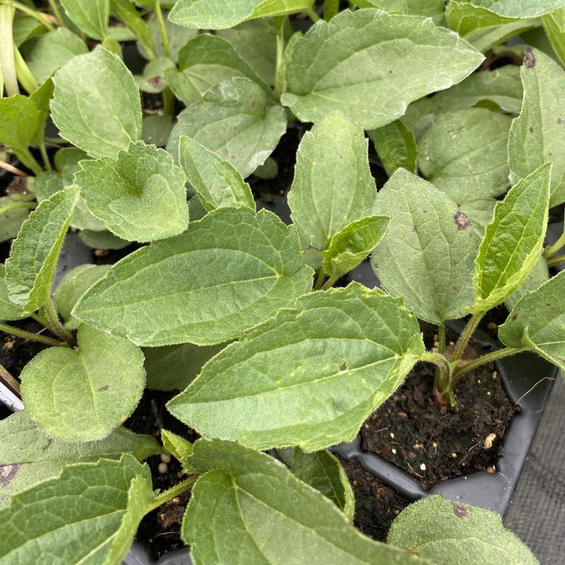 Rudbeckia fulgida 'Goldsturm' (Black-Eyed Susan) Unity Grown