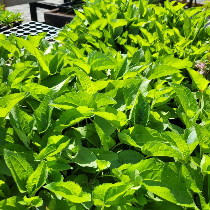 Vibrant green foliage of Rudbeckia fulgida var. speciosa (Showy Black-Eyed Susan), grown as LP50 landscaping plugs