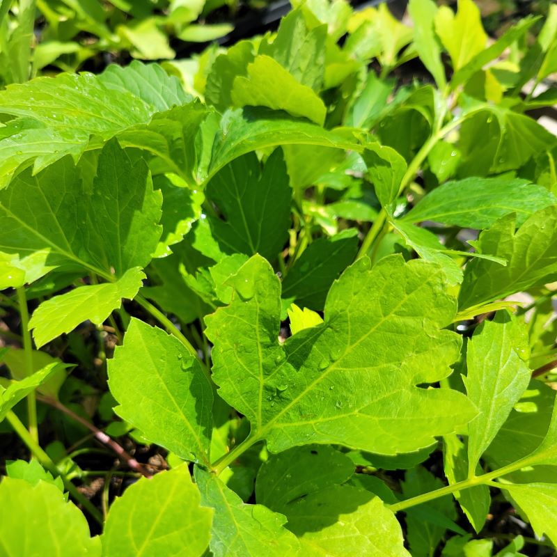 Bright green, cut-leaf foliage of Rudbeckia laciniata (Cutleaf Coneflower)