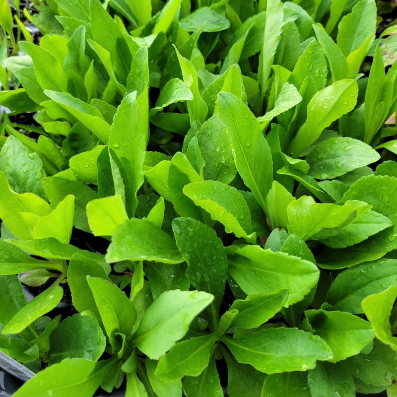 Dense green foliage of Solidago speciosa (Showy Goldenrod) grown as LP50 landscaping plugs.