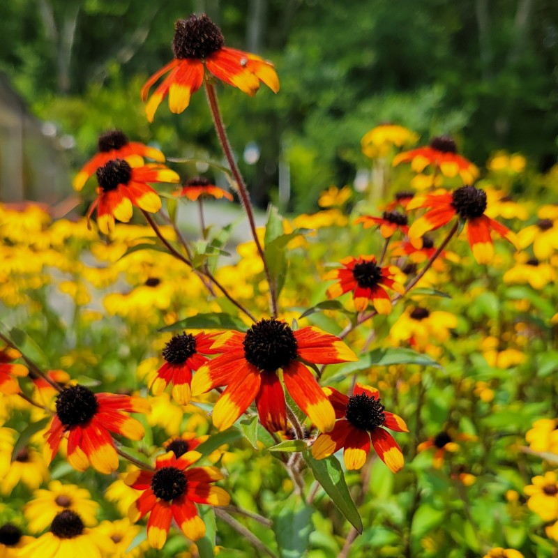 A close-up photo of the airy, vibrant, orange-and-yellow blooms of 'Prairie Glow' brown-eyed Susan (Rudbeckia triloba)