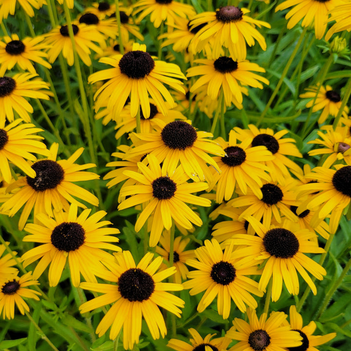 A photo of the showy, golden-yellow flowers of Rudbeckia fulgida 'Viette's Little Suzy' on a background of fine green leaves