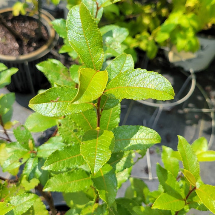 A close-up photo of the glossy, wrinkly-textured foliage of Salix discolor (pussy willow)