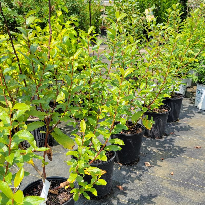 A group of pussy willows (Salix discolor) grown in 2-gallon containers