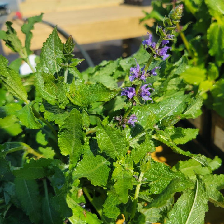 Close-up of foliage and blue-purple flowers of Salvia sylvestris 'Blue Hill'