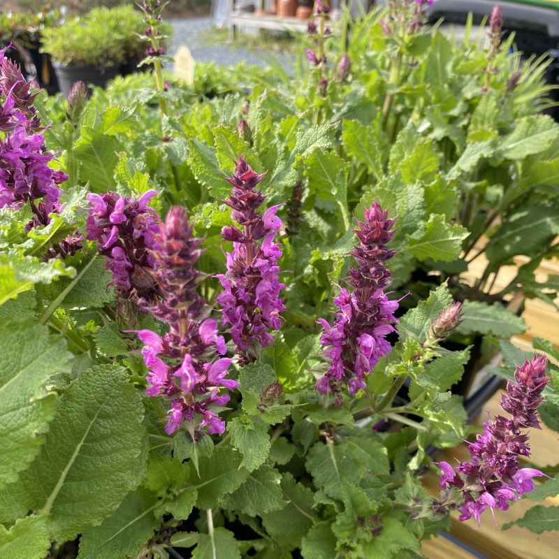 Salvia nemorosa 'Rose Marvel' (Meadow Sage) Unity Grown