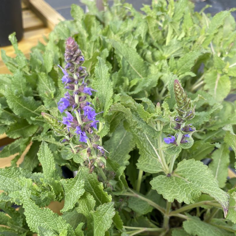 Salvia nemorosa 'Blue Hill' (Meadow Sage)
