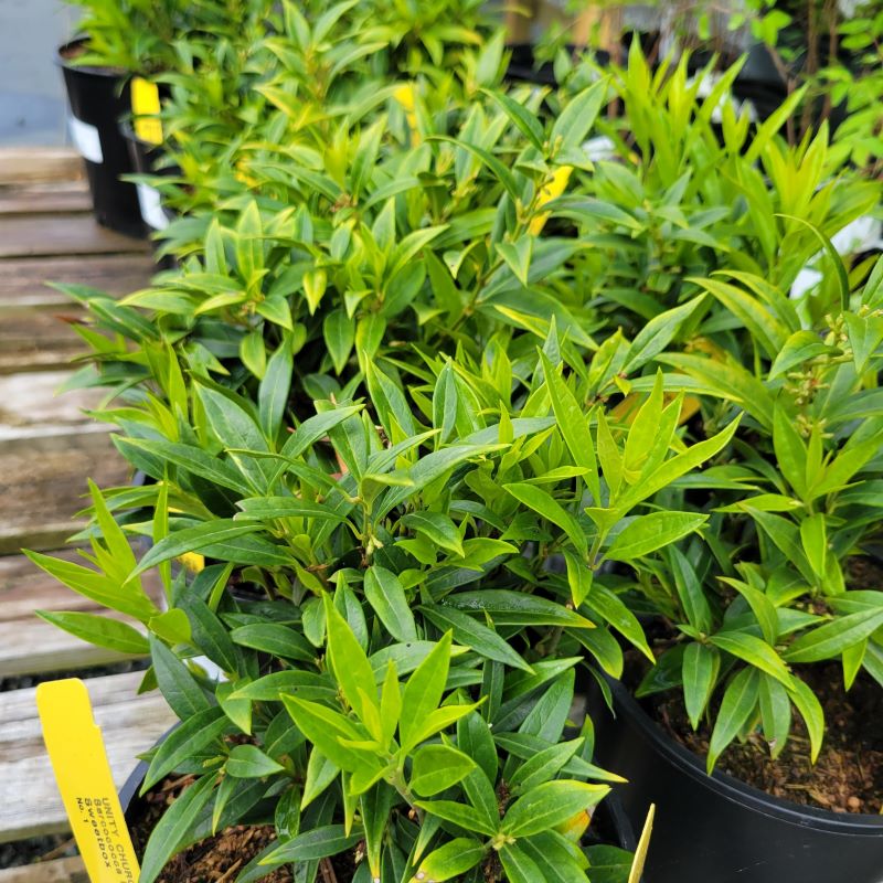 Glossy evergreen foliage of Sarcococca hookeriana var. humilis 'Fragrant Mountain' grown in gallon-sized containers.