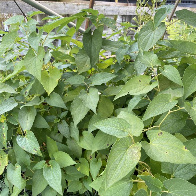 Heart-shaped foliage of Saururus cernuus (Lizard's Tail) in quart size pots.