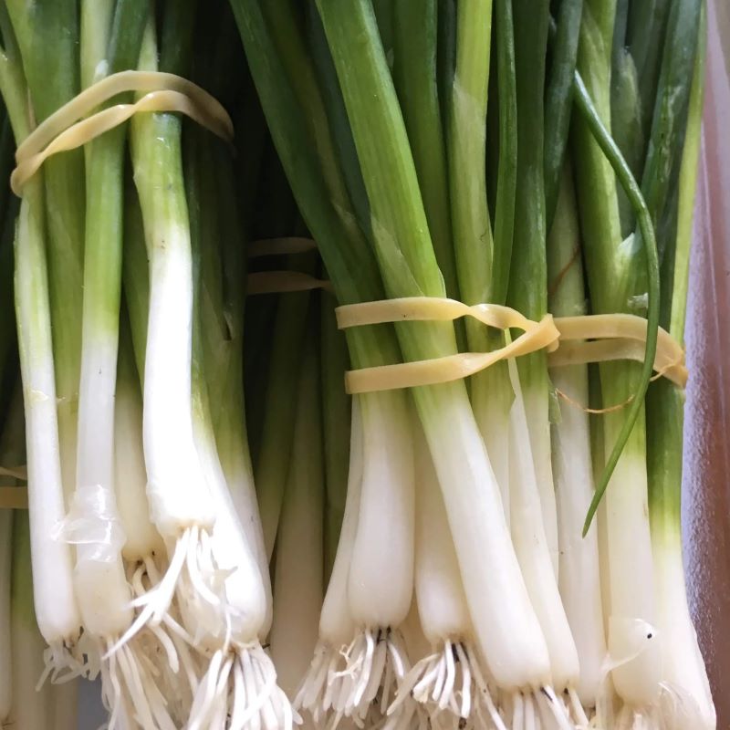 Mature scallions, harvested and ready for use in soups, stirfry, and as garnish.