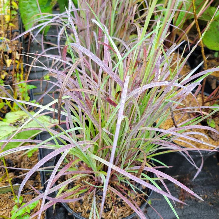 Schizachyrium scoparium 'Twilight Zone' (Little Bluestem) Unity Grown