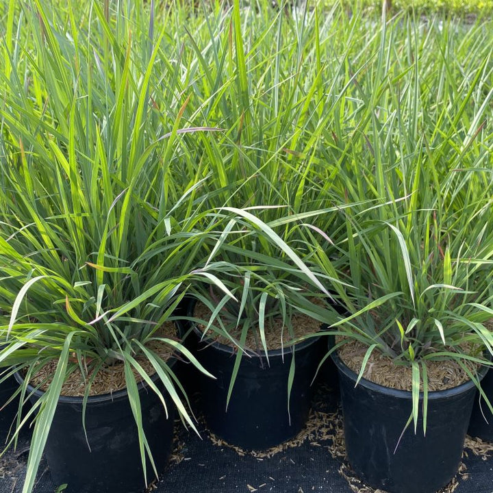 Mature Schizachyrium scoparium 'Standing Ovation' in 1-gallon pots.
