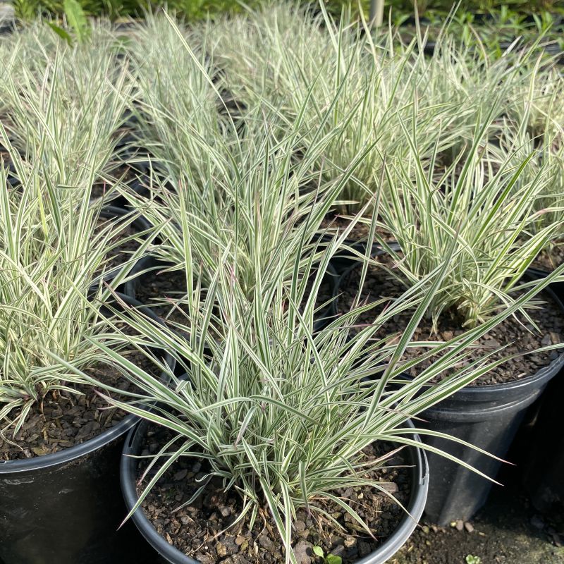 Variegated green and white striped foliage of Schizachyrium scoparium Chameleon