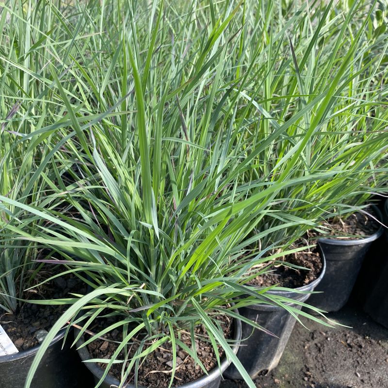 Schizachyrium scoparium 'Sandhill' (Little Bluestem) Unity Grown