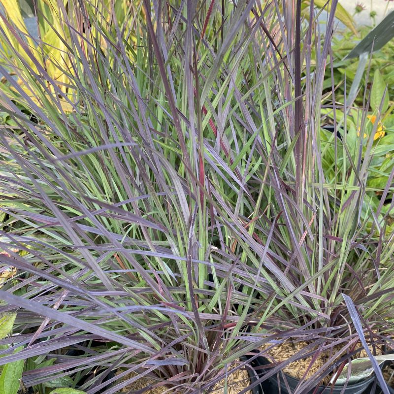 Close-up of the maroon-reds of Schizachyrium scoparium 'Smoke Signal' (Little Bluestem) foliage in autumn.