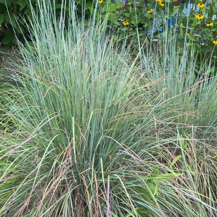 Mature Schizachyrium scoparium 'Standing Ovation' with summer colors.
