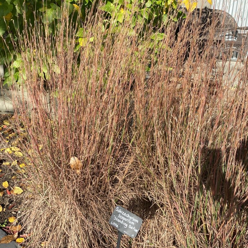 Mature Schizachyrium scoparium 'Standing Ovation' with autumn colors.