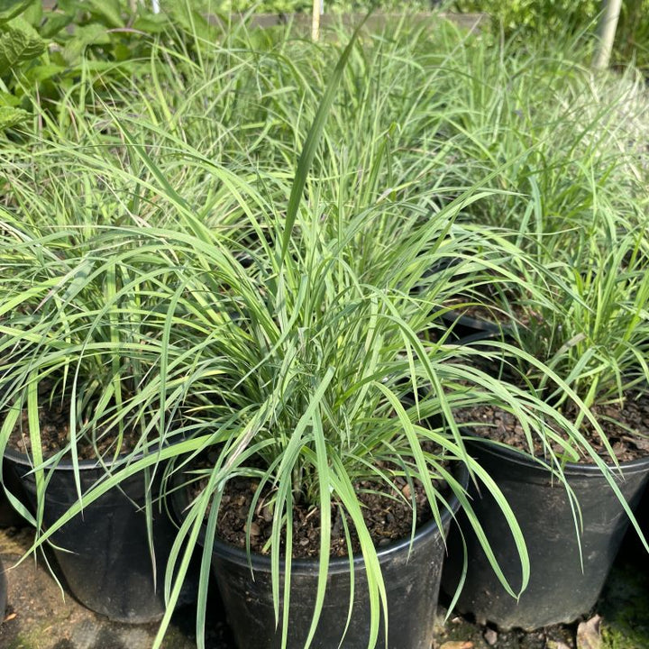 Schizachyrium scoparium 'Twilight Zone' (Little Bluestem) Unity Grown