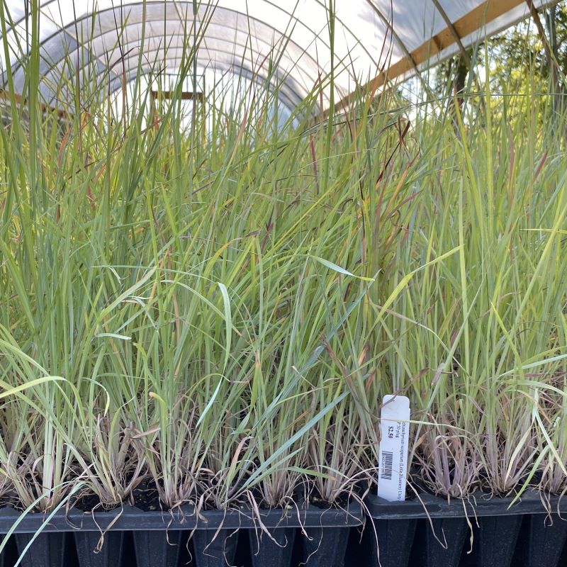 Schizachyrium scoparium (Little Bluestem) in LP50 size plugs.