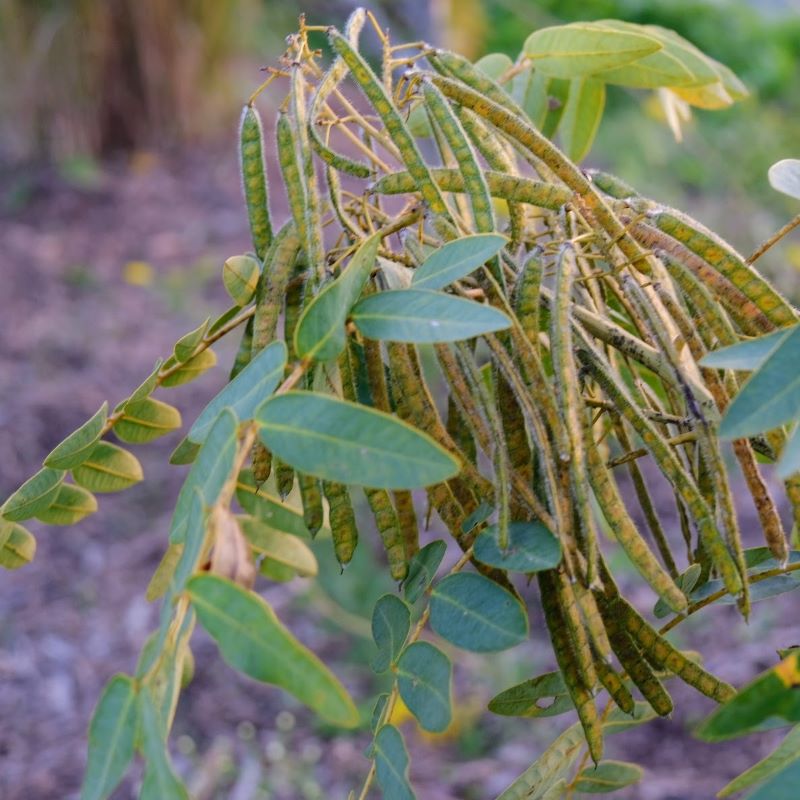 Close-up of hairy Senna hebecarpa (Wild Senna) seedpods.