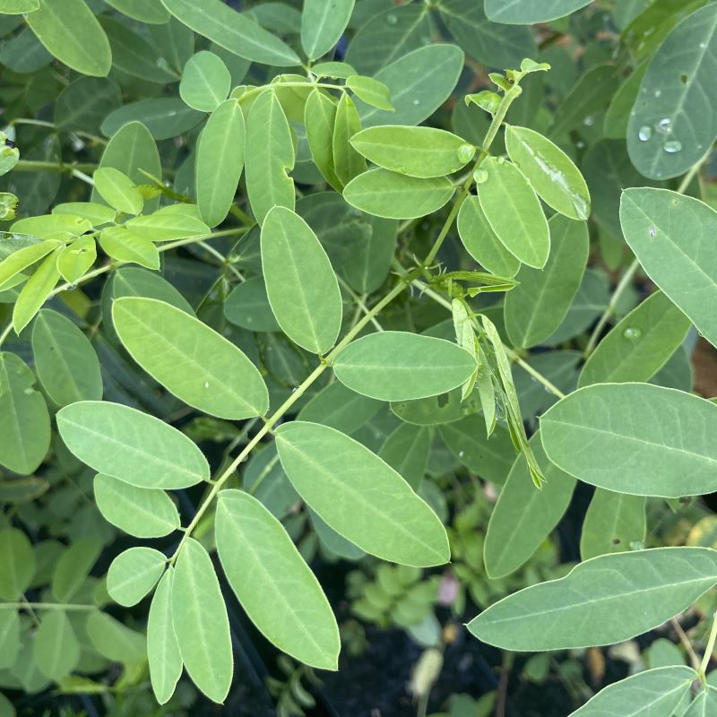 Close-up of Senna hebecarpa (Wild Senna) foliage with evidence of host caterpillars.