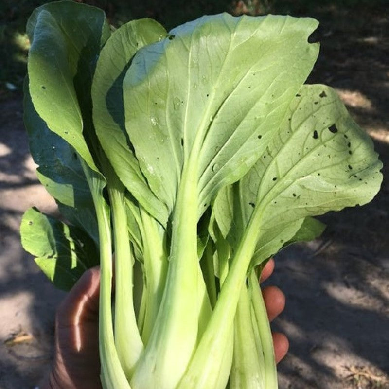 Shuko pak choi with green colored stems and mature leaves.