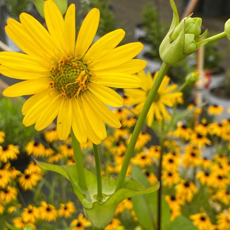 Close-up of Silphium perfoliatum (Cup Plant) yellow flower and namesake 'cup' filled with water.
