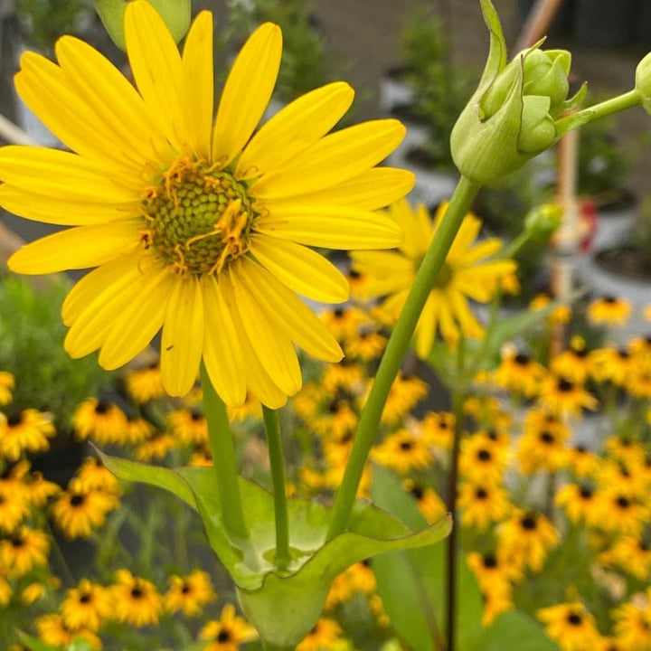 Close-up of Silphium perfoliatum (Cup Plant) yellow flower and namesake 'cup' filled with water.