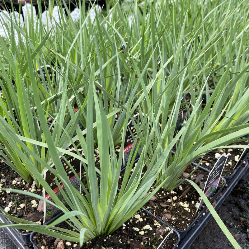 Sisyrinchium angustifolium 'Lucerne' (Blue-eyed Grass)
