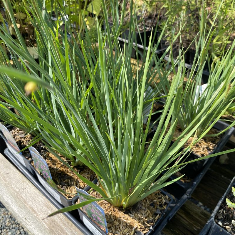 Sisyrinchium angustifolium 'Lucerne' (Blue-eyed Grass) in quart size containers.