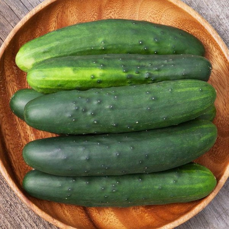 Large, 8-9" cucumber fruits from the Marketmore 76 variety.