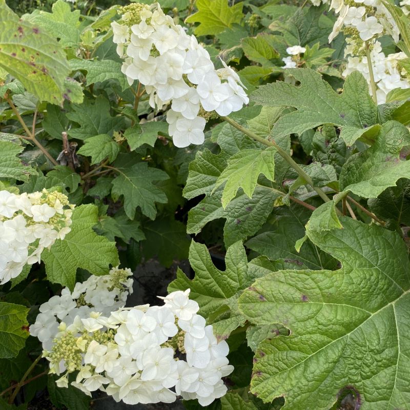 Hydrangea quercifolia 'Snow Queen' with large, showy flower panicles.
