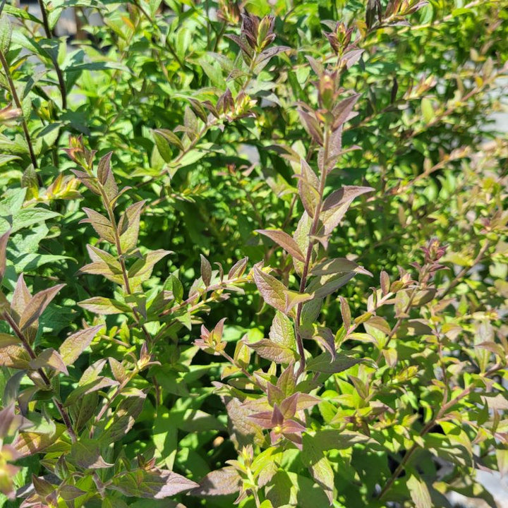 Close-up of Solidago rugosa 'Fireworks' (Rough Goldenrod) with purple-tinted leaves